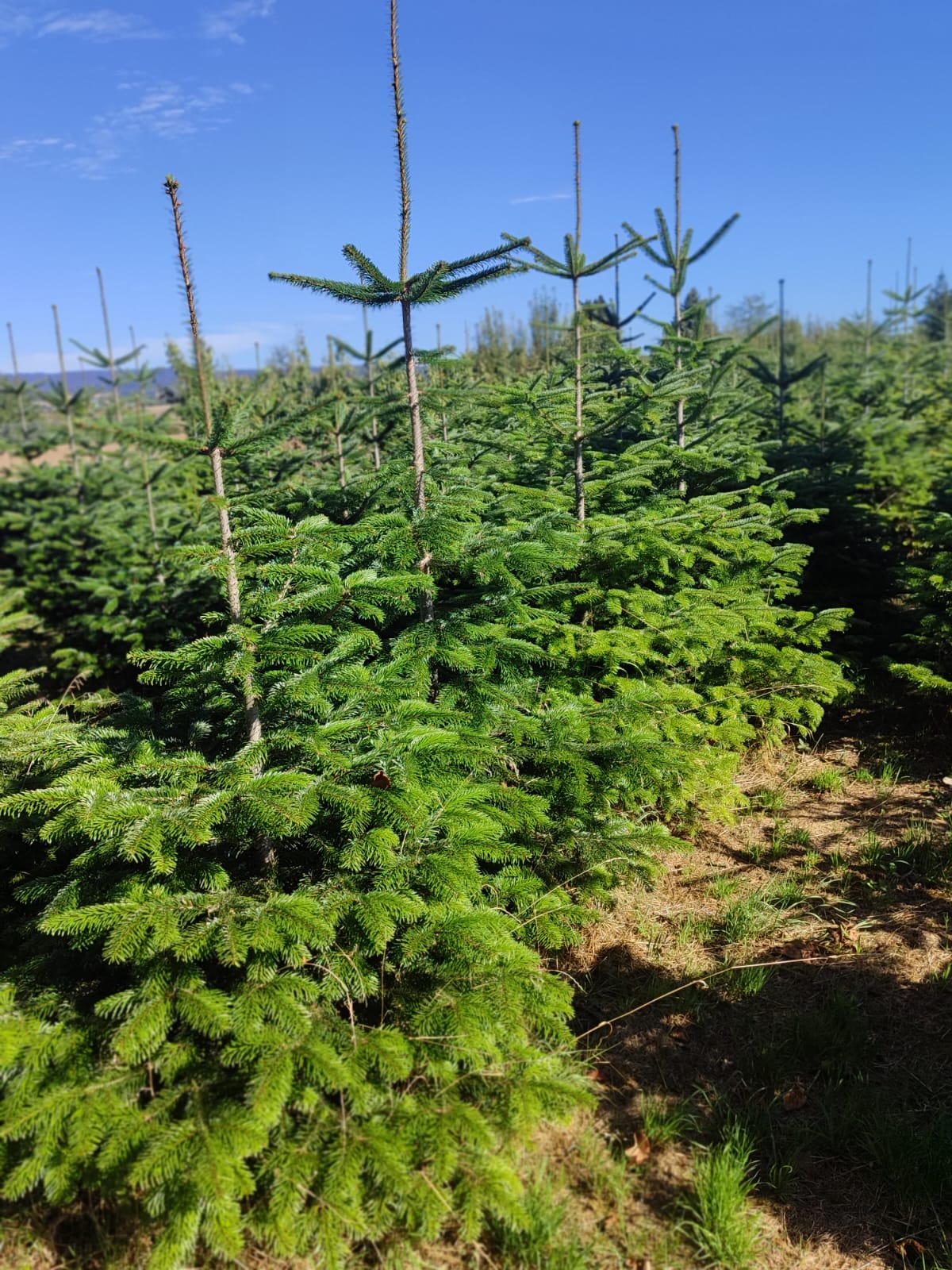 Weihnachtsb�ume B�cher